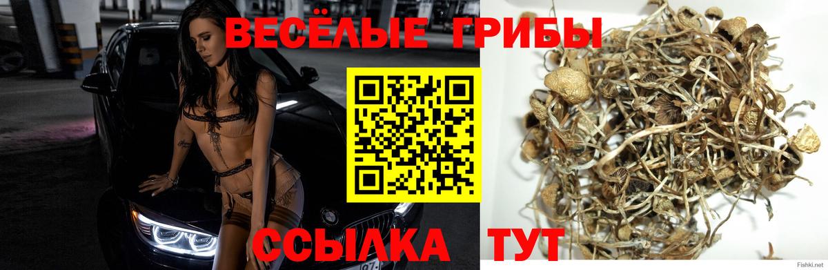 Алексин  Галлюциногенные грибы прущие грибы  Вход с VPN 